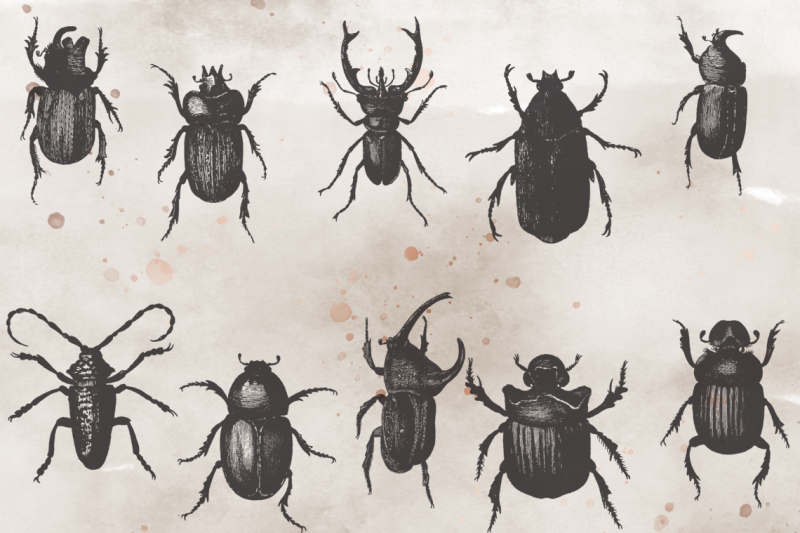 Vintagevectorized Beetles Clipart By Thirdtrycharm Thehungryjpeg Com
