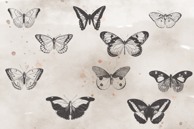 vintagevectorized-butterflies-clipart