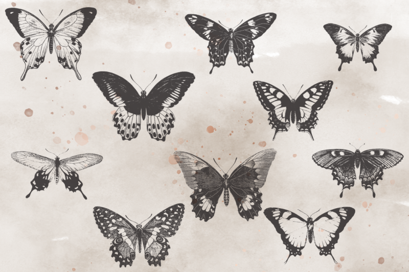 vintagevectorized-butterflies-clipart