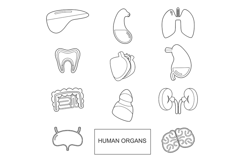 human-organs-in-outline-style-vector-icons-set