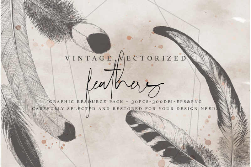 vintagevectorized-feathers-clipart