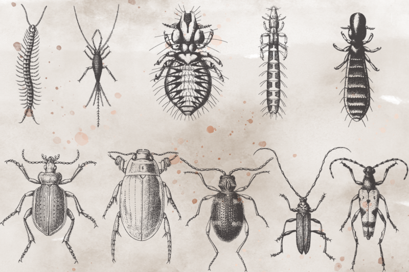 vintagevectorized-insects-clipart