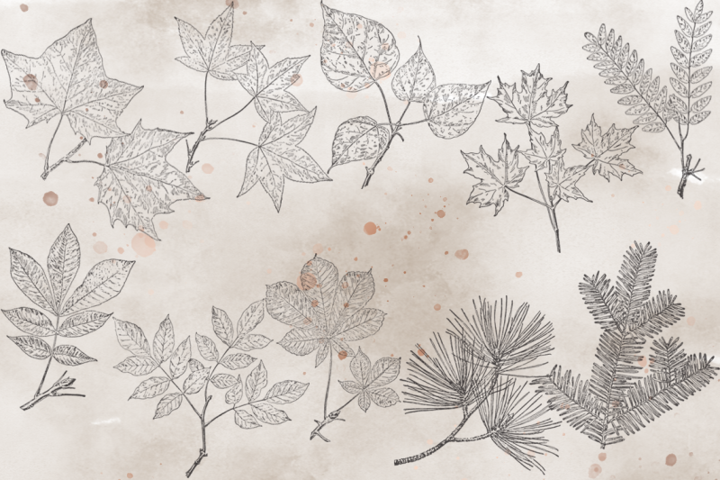 vintagevectorized-leaves-clipart