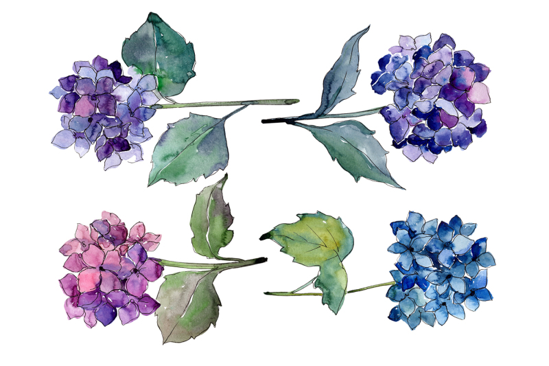 hydrangeas-flowers-png-watercolor-set
