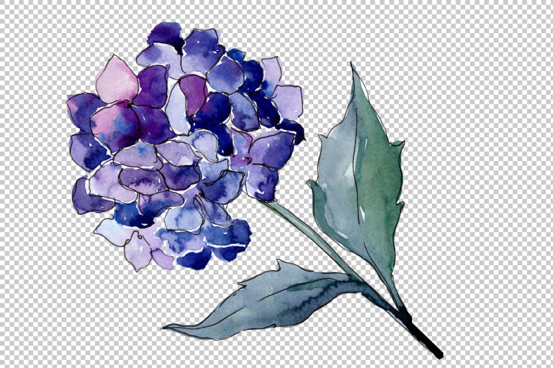 hydrangeas-flowers-png-watercolor-set