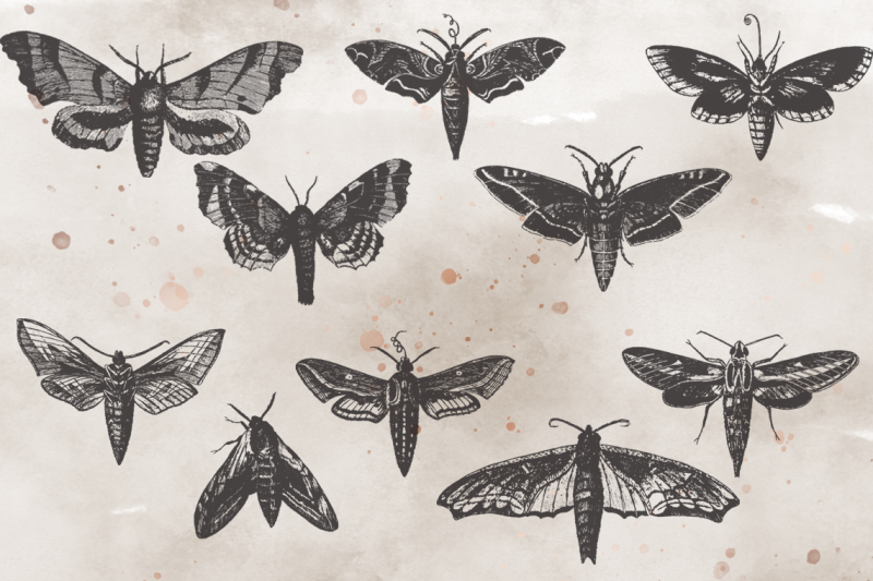 vintagevectorized-moths-clipart