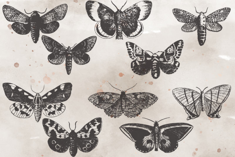 vintagevectorized-moths-clipart