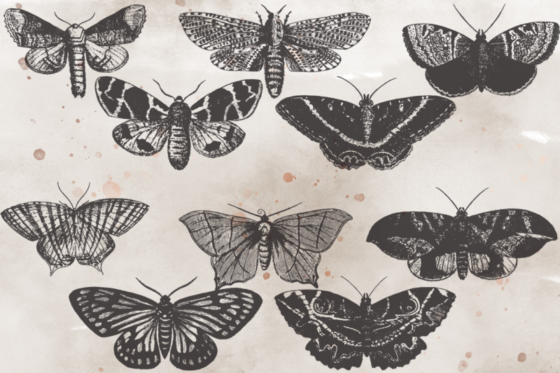 vintagevectorized-moths2-clipart