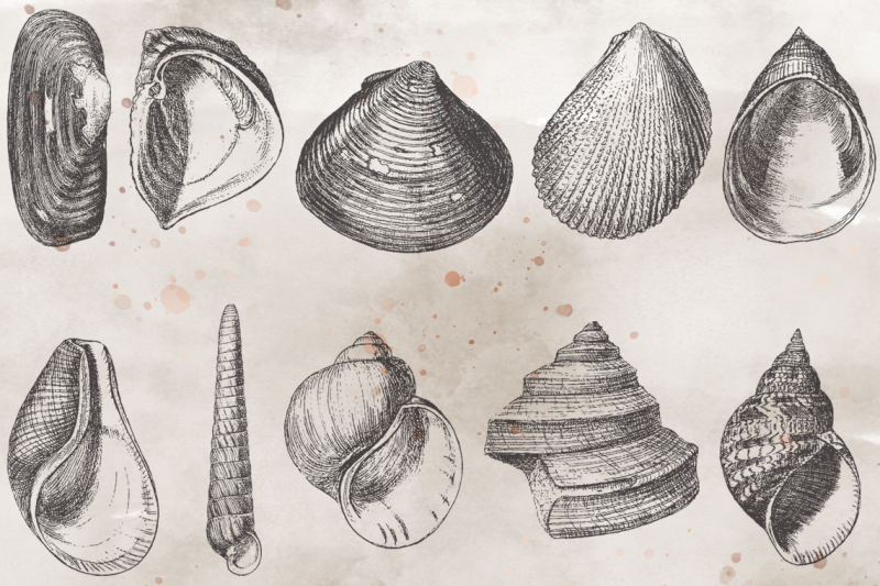 vintagevectorized-seashells-clipart