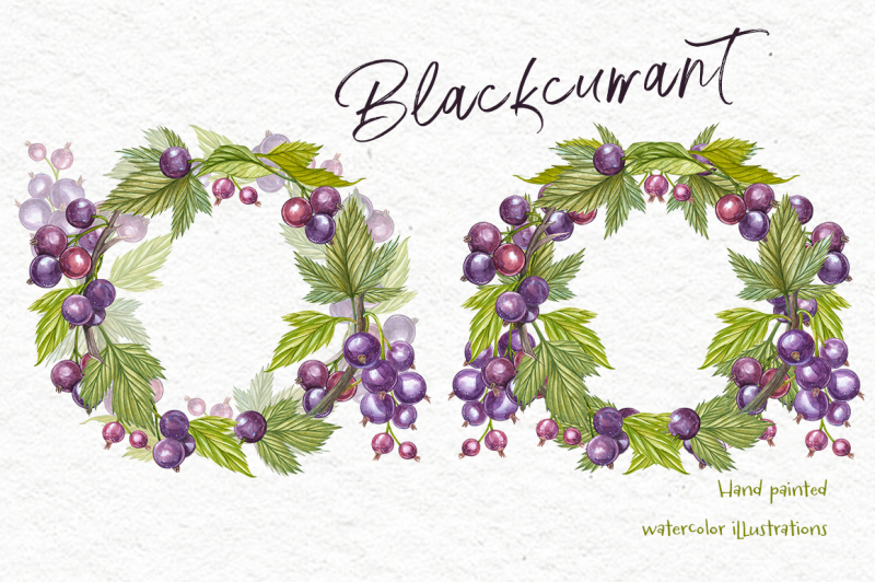 blackcurrant-in-botanical-style