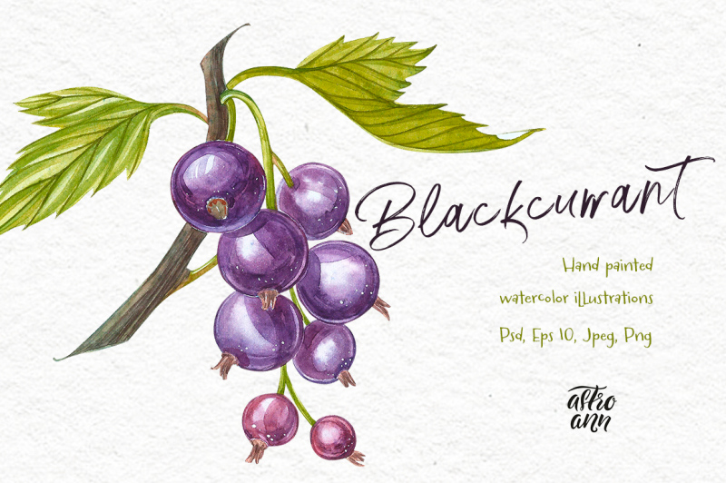 blackcurrant-in-botanical-style