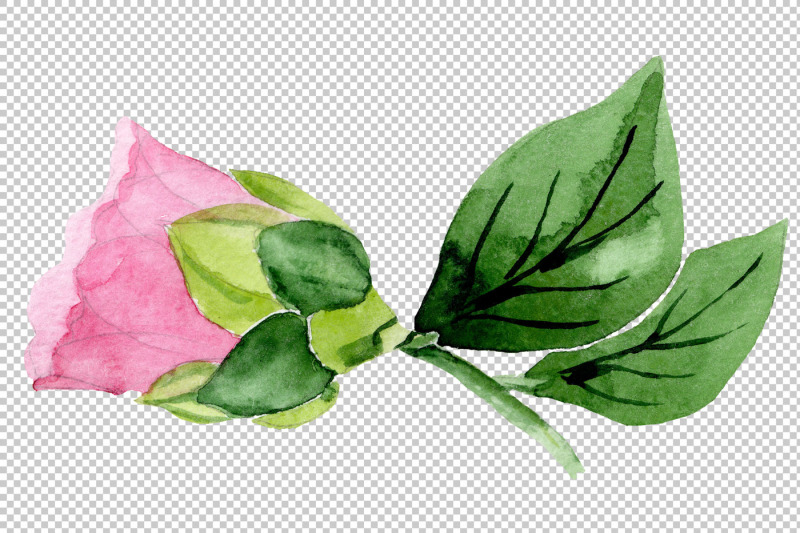 wonderful-pink-camellia-png-watercolor-set-nbsp