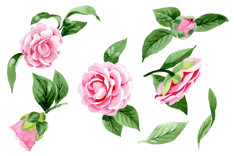 wonderful-pink-camellia-png-watercolor-set-nbsp