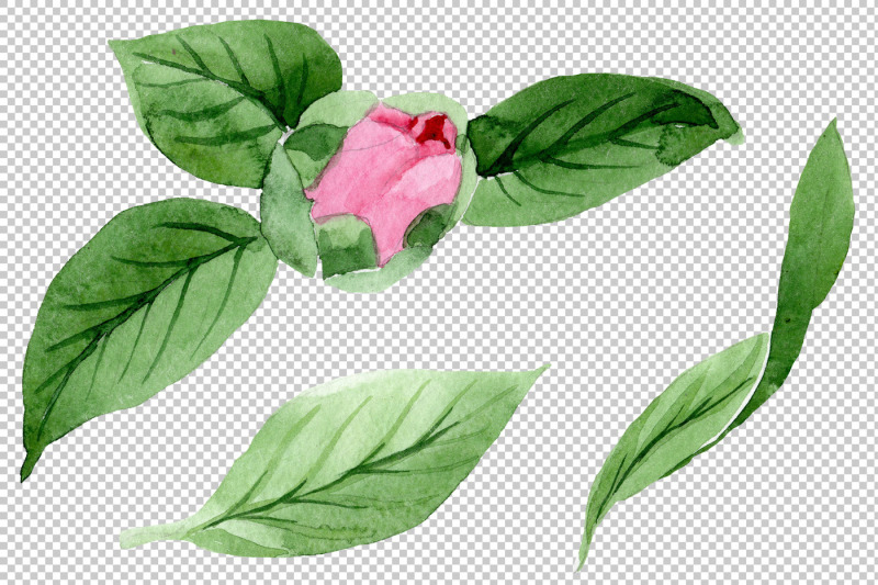 wonderful-pink-camellia-png-watercolor-set-nbsp