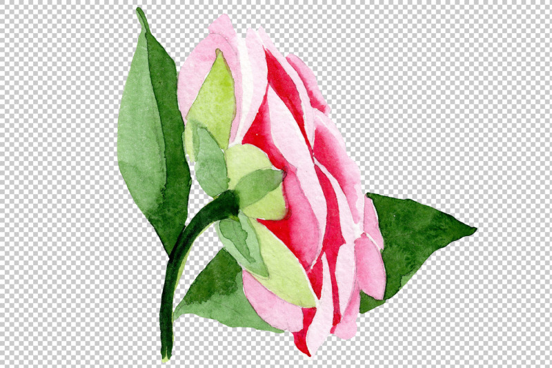 wonderful-pink-camellia-png-watercolor-set-nbsp