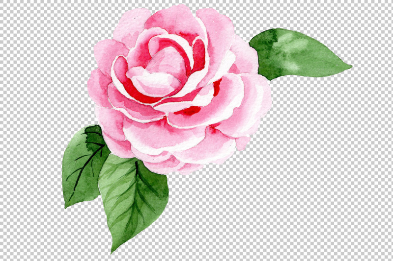 wonderful-pink-camellia-png-watercolor-set-nbsp