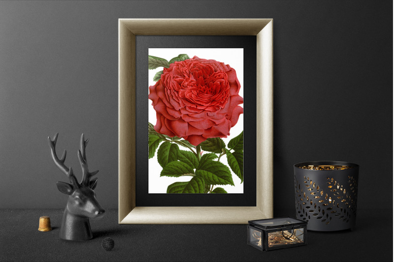 rose-red-clipart