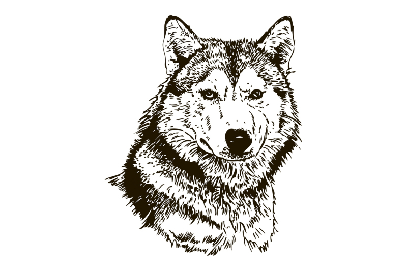 wolf-head-hand-drawn-vector