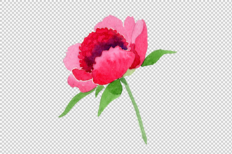 crimson-peonies-png-watercolor-set