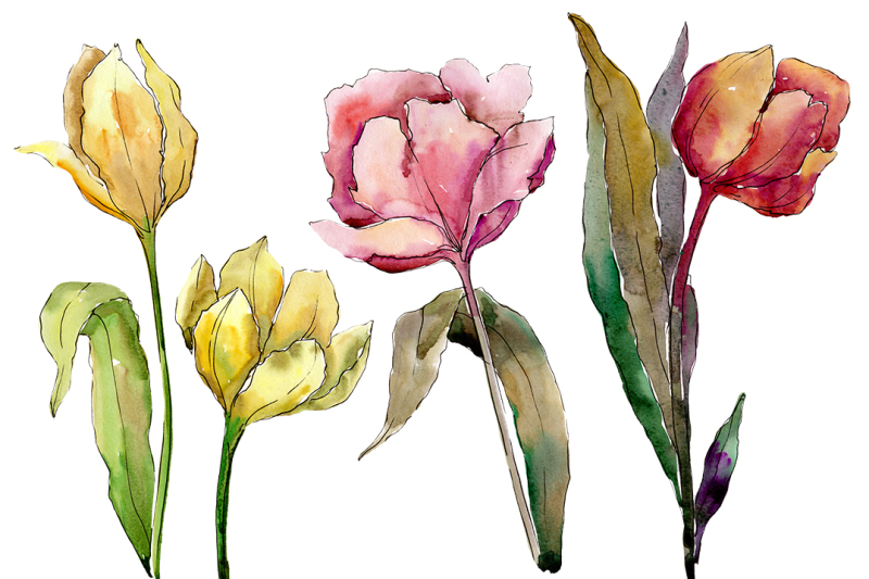 colorful-tulips-png-watercolor-flower-set