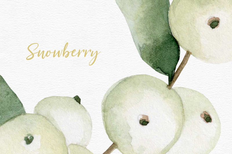 watercolor-snowberry-set