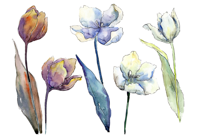 white-tulips-png-watercolor-flower-set