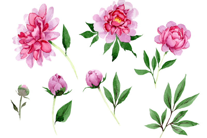 tender-pink-peony-png-watercolor-set-nbsp