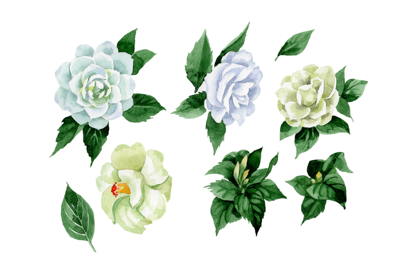 white-camellia-wildflower-png-watercolor-set-nbsp