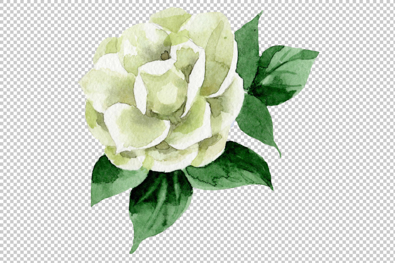 white-camellia-wildflower-png-watercolor-set-nbsp