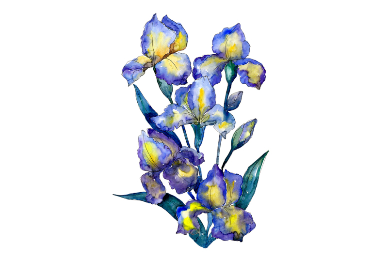 bouquet-of-blue-irises-png-watercolor-set