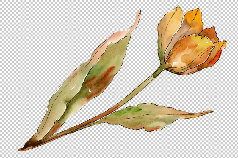 colorful-autumn-tulips-png-watercolor-set-nbsp