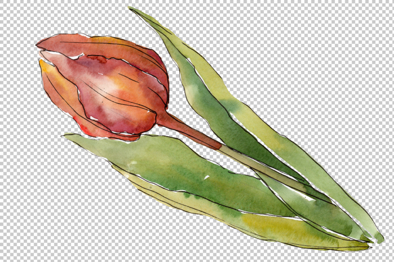 colorful-autumn-tulips-png-watercolor-set-nbsp