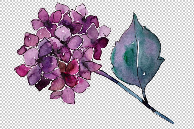 hydrangea-purple-and-blue-png-watercolor-set