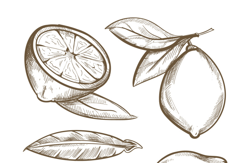 hand-drawn-lemons-with-branch-lemon-blossom-citrus-slices-and-leaves