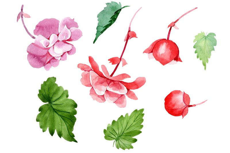 begonia-flower-plant-png-watercolor-set-nbsp