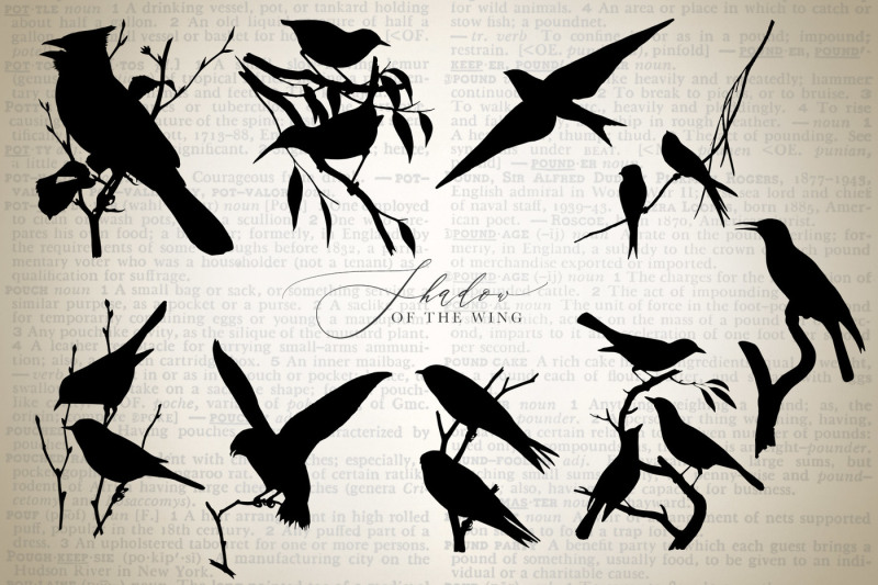 shadow-of-the-wing-bird-silhouette-graphics