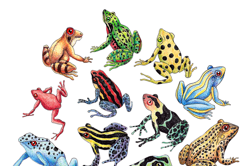 frogs-set