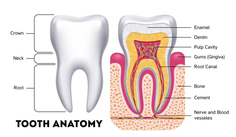 tooth-anatomy-vector-dental-infographics