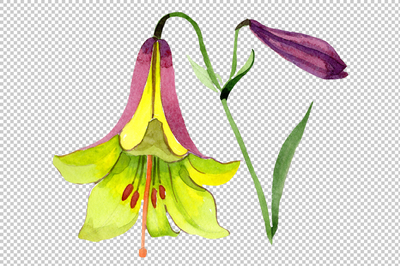 wildflower-lemon-lily-png-watercolor-set