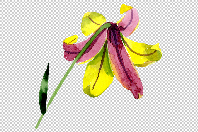 wildflower-lemon-lily-png-watercolor-set