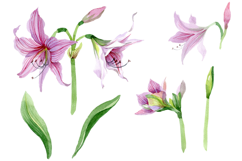 purple-amaryllis-png-watercolor-flower-set