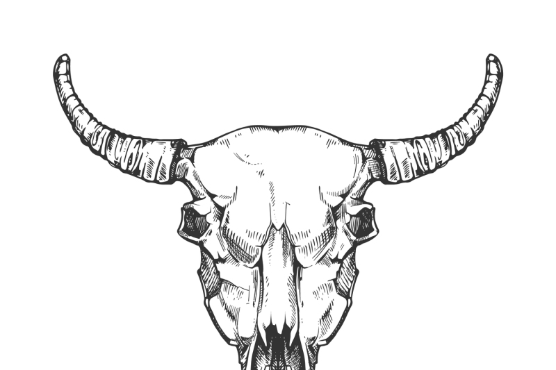 vintage-buffalo-skull-vector-sketch-bull-animal-head-bones-in-hand-dr