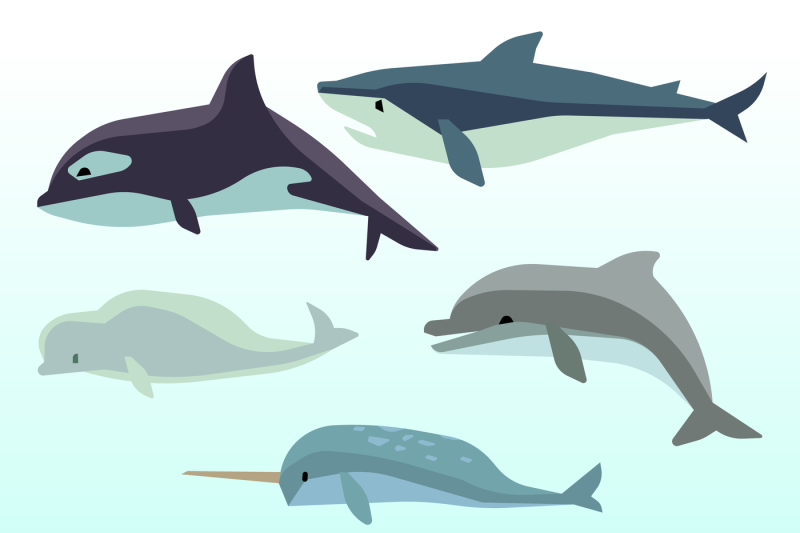 whales-and-dolphins-marine-underwater-mammal-ocean-animals-flat-vect