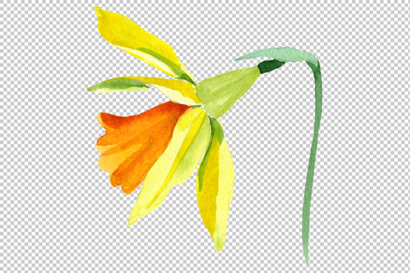 narcissus-lemon-flower-png-watercolor-set