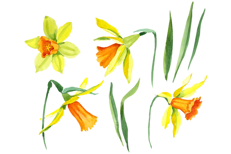 narcissus-lemon-flower-png-watercolor-set