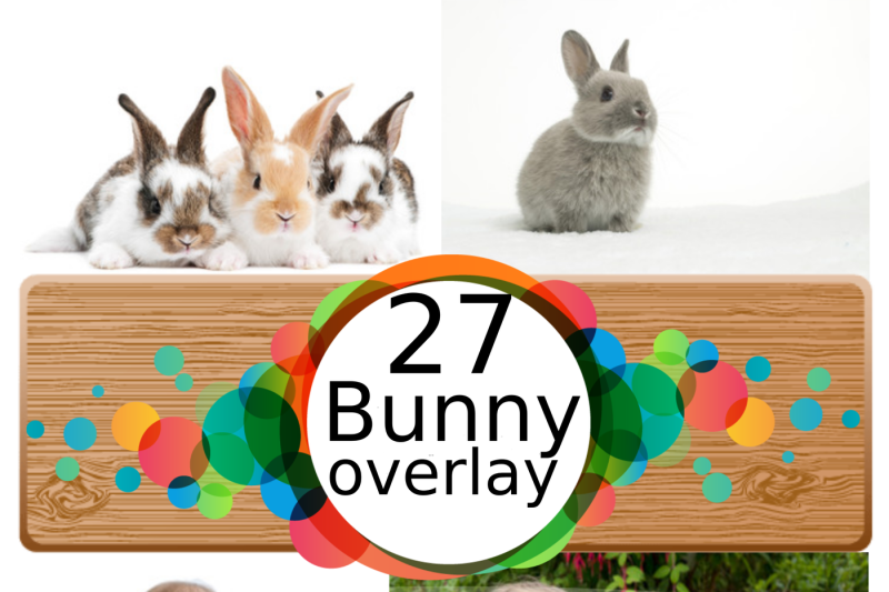 27-bunny-photo-overlays-in-png-photography