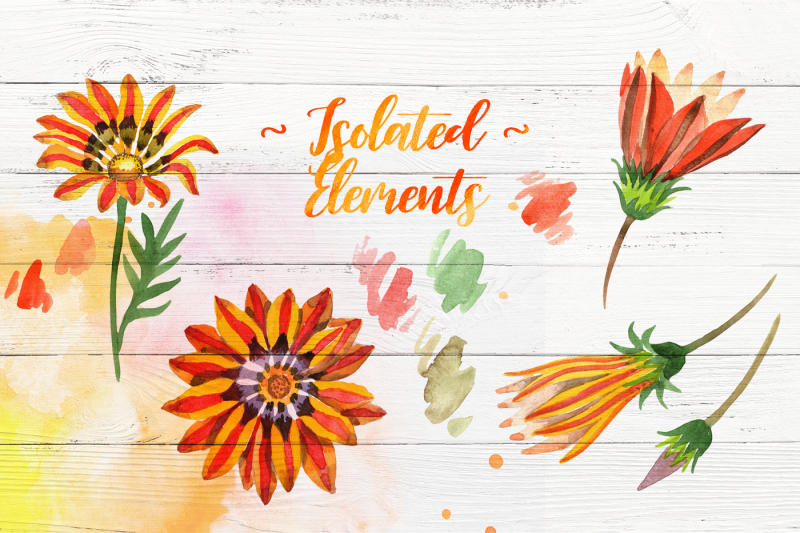 cool-orange-gazania-png-watercolor-set