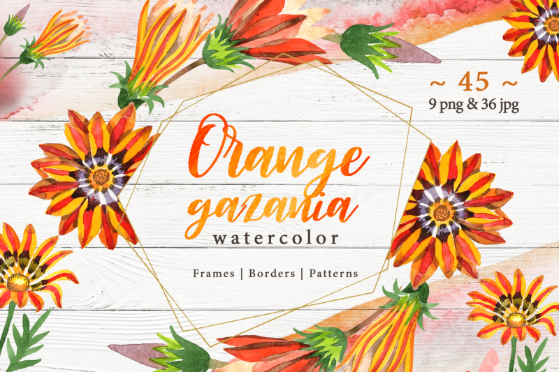 cool-orange-gazania-png-watercolor-set