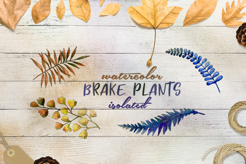 brake-plants-png-watercolor-set