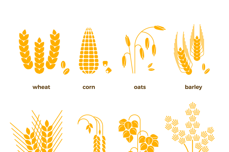 cereal-grains-vector-icons-rice-wheat-corn-oats-rye-barley